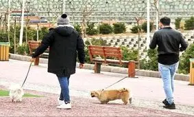 سگ‌گردانی در اصفهان ممنوع شد