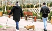 سگ‌گردانی در اصفهان ممنوع شد