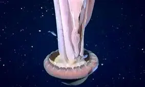 مشاهده عروس دریایی غول‌پیکر در سواحل آرژانتین/ ویدئو