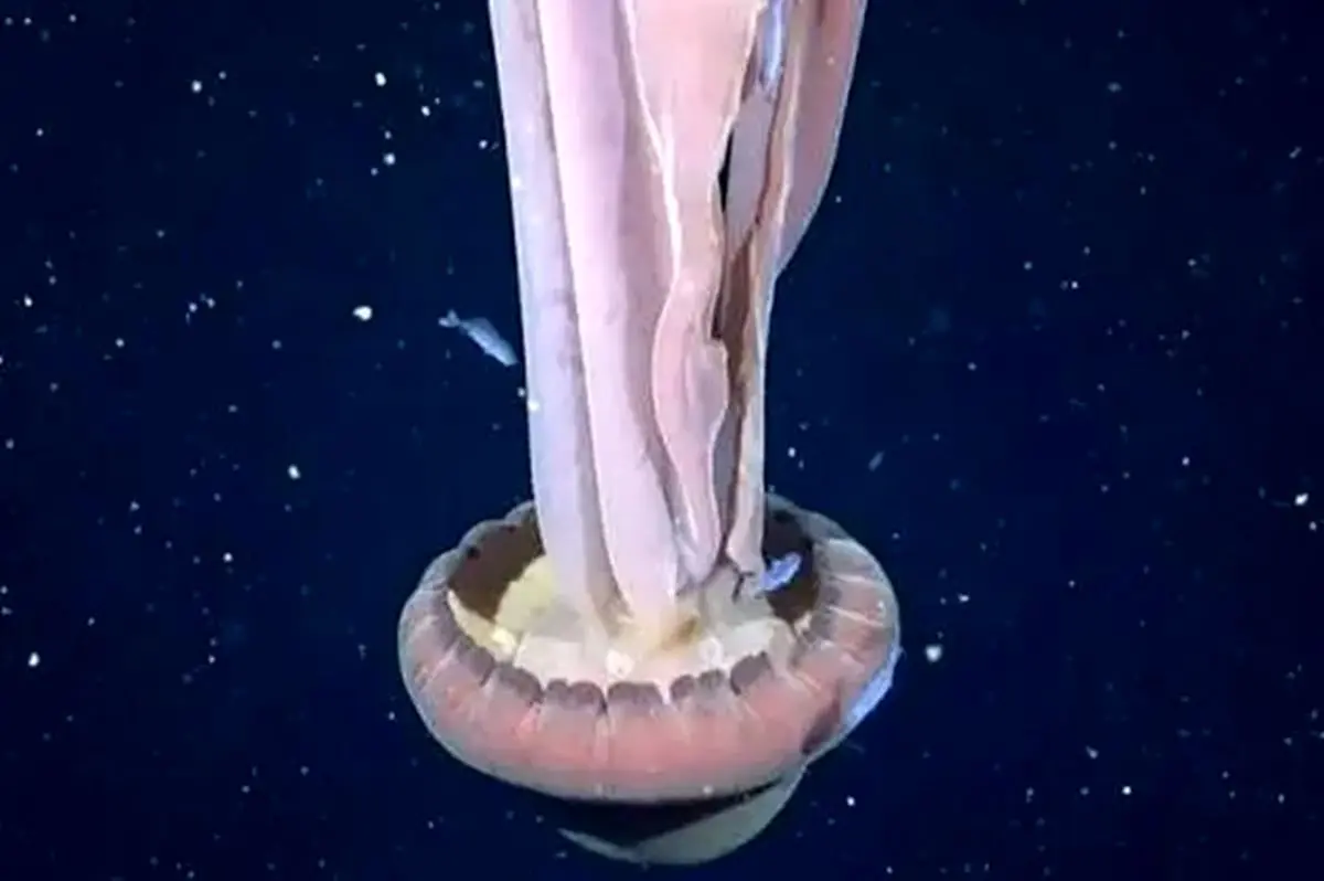 مشاهده عروس دریایی غول‌پیکر در سواحل آرژانتین/ ویدئو