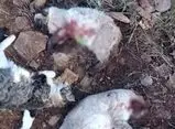 ۹ ماه تحقیق برای حل پرونده قتل چهار گربه | رد گلوله‌ها قاتل را لو داد؟