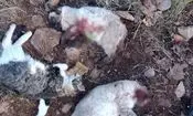 ۹ ماه تحقیق برای حل پرونده قتل چهار گربه | رد گلوله‌ها قاتل را لو داد؟