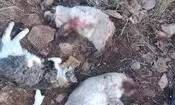 ۹ ماه تحقیق برای حل پرونده قتل چهار گربه | رد گلوله‌ها قاتل را لو داد؟