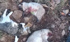 ۹ ماه تحقیق برای حل پرونده قتل چهار گربه | رد گلوله‌ها قاتل را لو داد؟