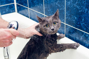 دوش گرفتن یک گربه با آب گرم را ببینید/ ویدئو 