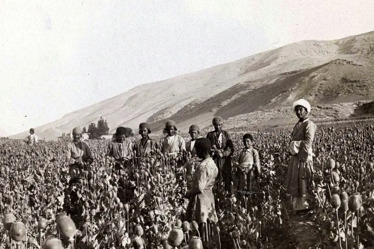 چه کسی به سلطنت خشخاش در ایران خاتمه داد؟ | عکس