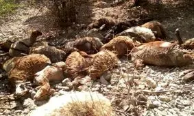 بیرون کشیدن گوسفندان تلف شده در سیل کوهرنگ/ ویدئو