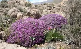 دستگیری متجاوزانی که «گَوَن های» پلاک «آرو» دماوند را نابود می‌کردند 