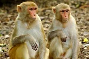 میمون های قاتل در هند دستگیر شدند/ ویدئو
