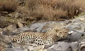 حمله 3 پلنگ به باغبان یاسوجی