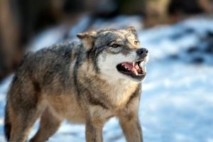 ۵ حقیقت جالب و باورنکردنی در مورد گرگ‌ ها/ ویدئو