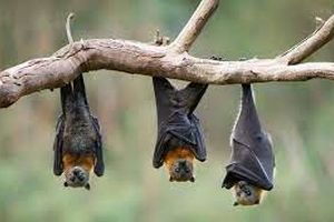 آیا خفاش‌ ها تشنه خون انسان‌ها هستند؟/ ویدئو