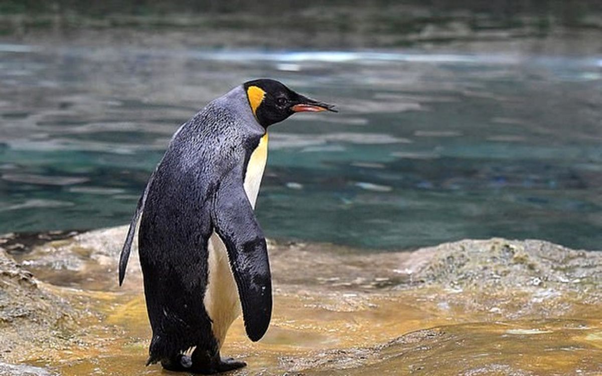 دیدار با گوردون، مسن‌ترین پنگوئن کوچک جهان در استرالیا 