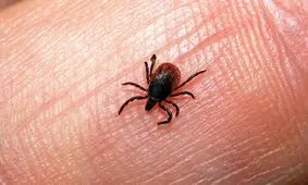 شناسایی یک مورد ابتلا به تب کریمه کنگو در ایلام

