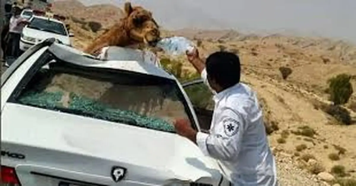 تصادف پژو و پراید با 6 شتر