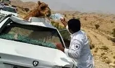 تصادف پژو و پراید با 6 شتر