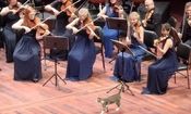 حضور گربه کنجکاو در کنسرت نوازندگان/ ویدئو