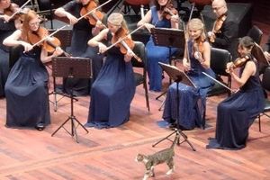 حضور گربه کنجکاو در کنسرت نوازندگان/ ویدئو