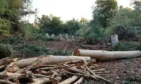 شناسایی ۷ نفر از متخلفین قطع درختان اکالیپتوس دره شهر