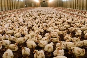 سایه مرگبار آنگارا و آنفلوآنزای مرغی بر سر صنعت مرغداری ایران 