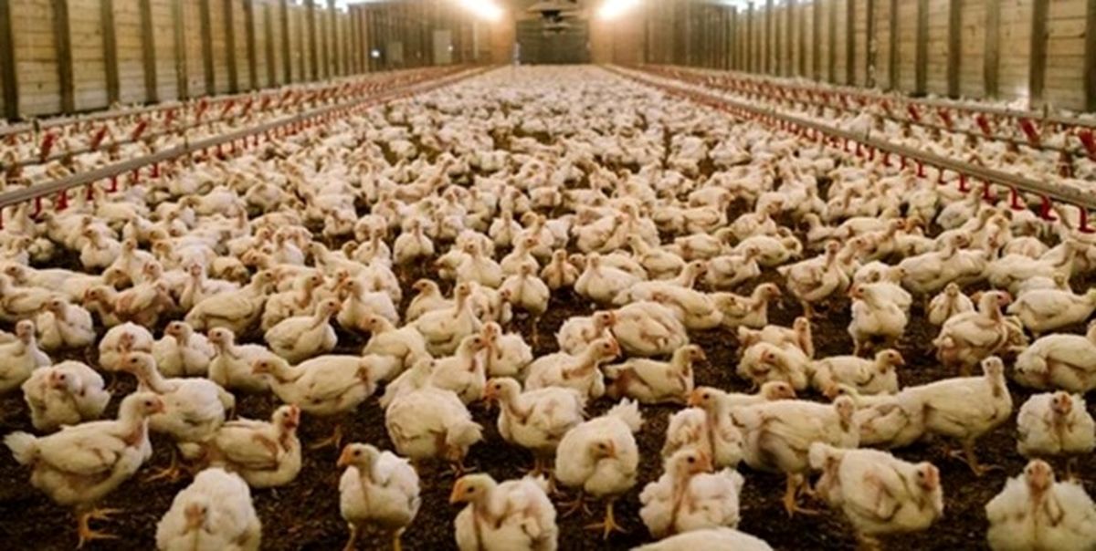 سایه مرگبار آنگارا و آنفلوآنزای مرغی بر سر صنعت مرغداری ایران 