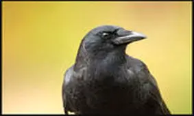 ۹ حقیقت عجیب در مورد کلاغ‌ها