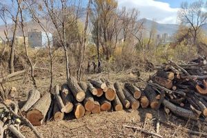 قطع درختان، منبع جدید درآمدزایی در تهران!