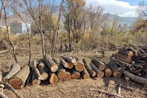 قطع درختان، منبع جدید درآمدزایی در تهران!