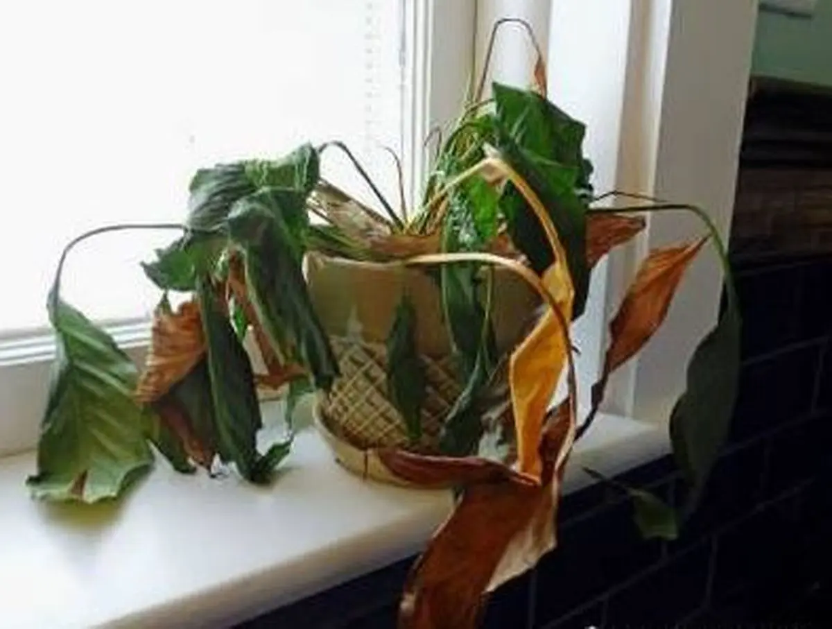 ۶ نشانه ای که باید گیاه آپارتمانی را دور بیندازید