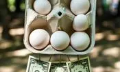 قیمت یک شانه تخم‌مرغ به ۲۴۵ هزار تومان رسید 