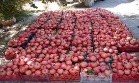 تصاویری جذاب از برداشت انار و انجیر در جلفا