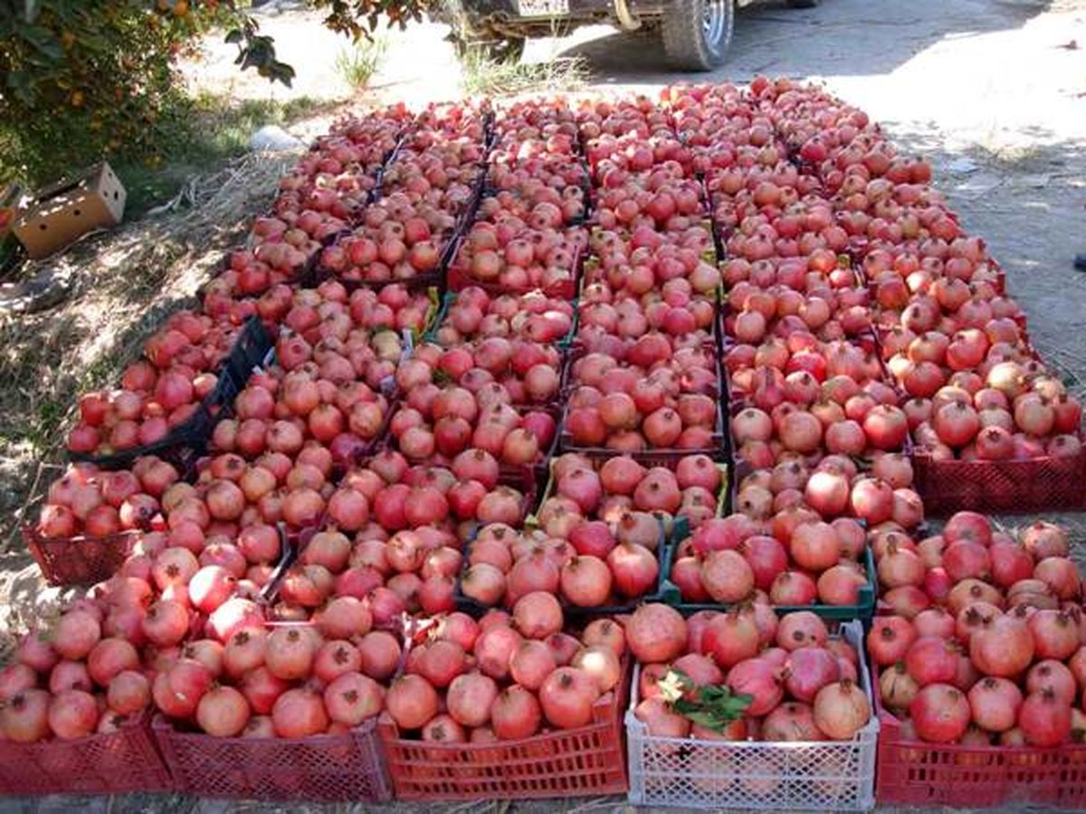 تصاویری جذاب از برداشت انار و انجیر در جلفا