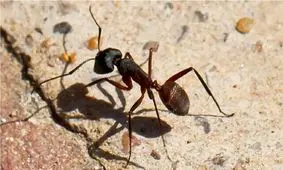 مغز جدید ربات‌ها با الهام از پرندگان و مورچه‌ها برای مسیریابی بدون GPS