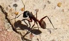 مغز جدید ربات‌ها با الهام از پرندگان و مورچه‌ها برای مسیریابی بدون GPS