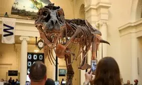 انقراض دسته جمعی چیست و چرا دانشمندان فکر می‌کنند ما در میانه یک انقراض قرار داریم؟
