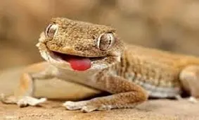 ویدئویی خاص و متفاوت از چند مارمولک