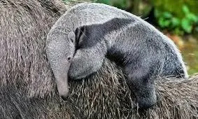 تولد یک مورچه‌خوار در معرض انقراض در باغ‌وحش کلن / ویدئو