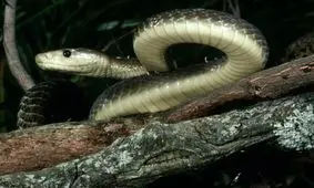 ۸ واقعیت جذاب درباره مامبای سیاه