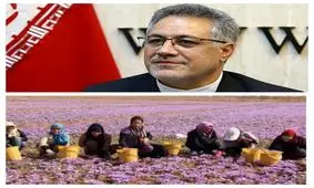 اجازه ورود دلالان و مافیای زعفران را به بورس کالا نمی دهیم
