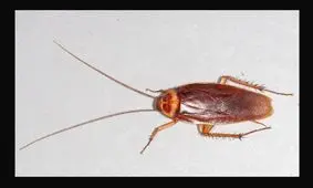 سوسک‌های خانه عامل بروز حساسیت هستند

