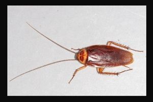 سوسکهای خانه عامل بروز حساسیت هستند