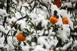 بارش برف؛ مراقب محصولات کشاورزی باشید