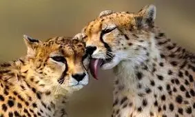 تلاش برای جفت گیری مجدد پدر و مادر «پیروز»