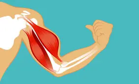 الیافی همانند عضلات انسان ساخته شد

