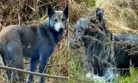 پدیده ناشناخته‌ای نیست/سگ‌ها رنگ شده‌اند!