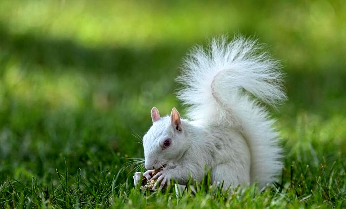  سنجاب‌های سفید؛ حیوانات کمیاب و دوست داشتنی طبیعت/ عکس

