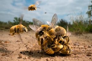 تصاویری باورنکردنی اما واقعی / صحنه‌ای خارق‌العاده از زنبورهای کاکتوس نر را ببینید
