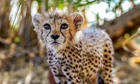 انتشار ویدیویی از پیروز در بیمارستان دامپزشکی تهران