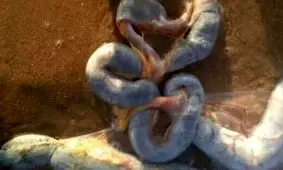 این شی مار مانند عجیب در ساحل مصر چیست؟