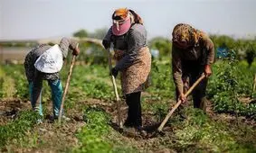 قیمت محصولات کشاورزی در یک سال حداقل 100 درصد افزایش یافته است